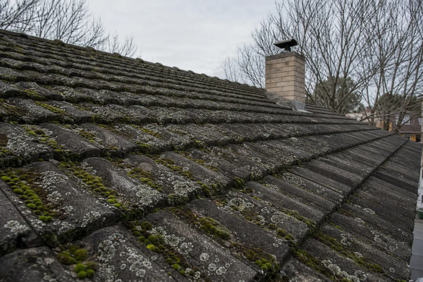 Green moss and grey lichen spreading across the shaded slope of a Canberra concrete-tile roof